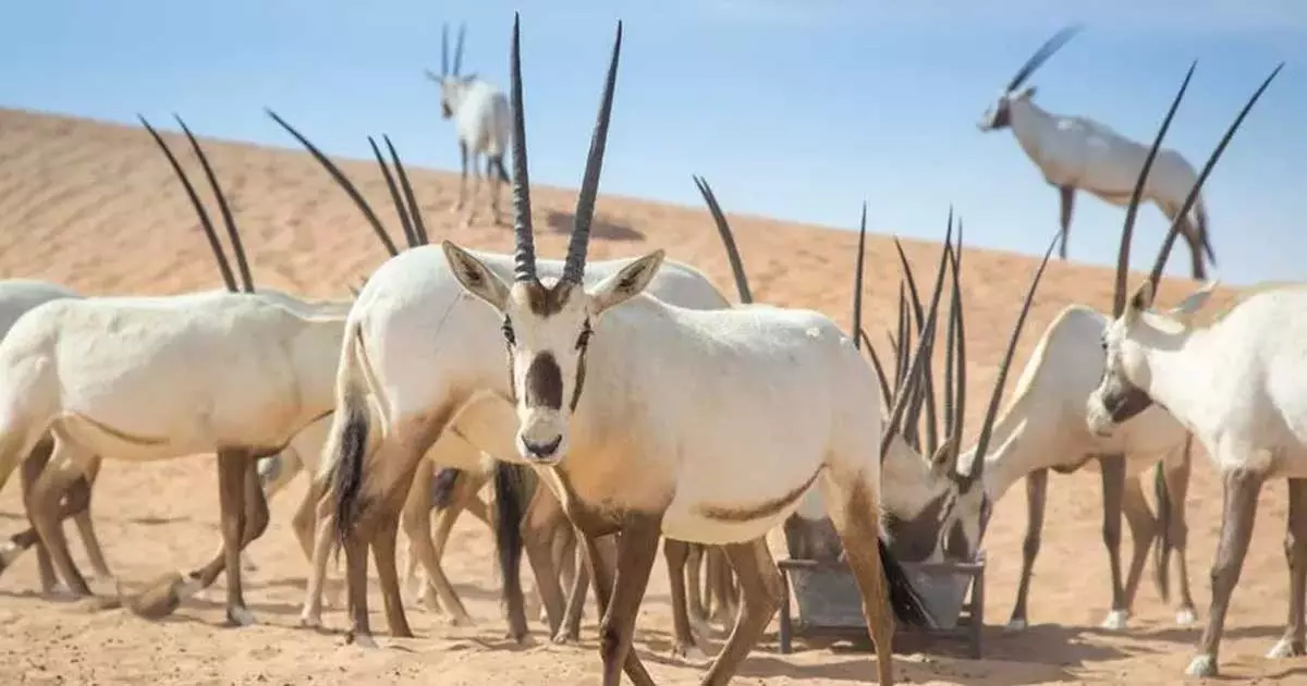 ഒമാൻ അറേബ്യൻ ഒറിക്സ് റിസർവിൽ പുതിയ നിയന്ത്രണങ്ങൾ ഏർപ്പെടുത്തി