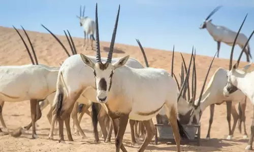 ഒമാൻ അറേബ്യൻ ഒറിക്സ് റിസർവിൽ പുതിയ നിയന്ത്രണങ്ങൾ ഏർപ്പെടുത്തി