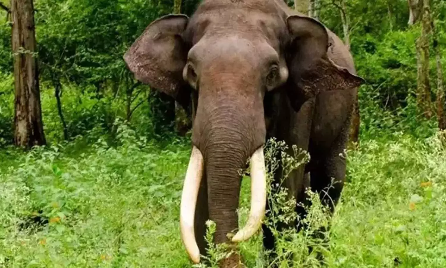 തൃശൂരിൽ കാട്ടാന ആക്രമണത്തിൽ യുവാവ് കൊല്ലപ്പെട്ടു തൃശൂരിൽ കാട്ടാന ആക്രമണത്തിൽ യുവാവ് കൊല്ലപ്പെട്ടു