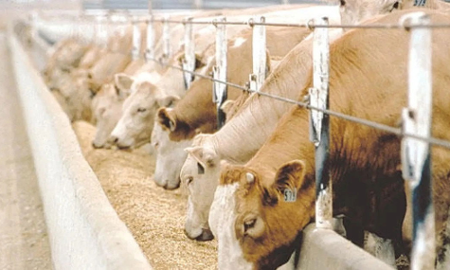 Saudi Arabia exported milk and products worth Rs 390 crore in first nine months of 2025 Saudi Arabia exported milk and products worth Rs 390 crore in first nine months of 2025