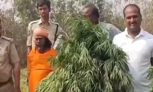 ക്ഷേത്ര പരിസരത്ത് കഞ്ചാവ് കൃഷി നടത്തിയ പൂജാരി പിടിയിൽ ക്ഷേത്ര പരിസരത്ത് കഞ്ചാവ് കൃഷി നടത്തിയ പൂജാരി പിടിയിൽ