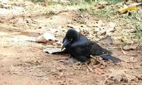 കണ്ണൂരിൽ പക്ഷിപ്പനി സ്ഥിരീകരിച്ചു