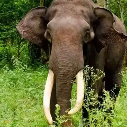 തൃശൂരിൽ കാട്ടാന ആക്രമണത്തിൽ യുവാവ് കൊല്ലപ്പെട്ടു