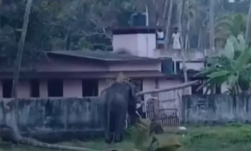 തൃശൂരില്‍ ലോറിയിൽ നിന്ന് ഇറക്കുന്നതിനിടെ ആന ഇടഞ്ഞു; നിരവധി വീടുകളുടെ ഗേറ്റുകള്‍ തകര്‍ത്തു