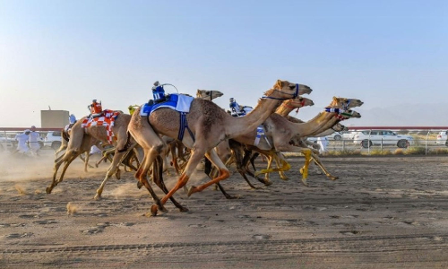 Camel race to be witnessed; Al Bashair Camel Race begins in Oman