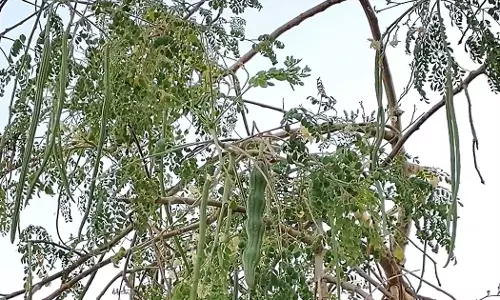 കാൻസർ കോശങ്ങളെ ചെറുക്കുന്നതിൽ മുരിങ്ങയില കേമൻ; ഒമാൻ സുൽത്താൻ ഖാബൂസ് യൂണിവേഴ്സിറ്റിയുടെ പഠനം