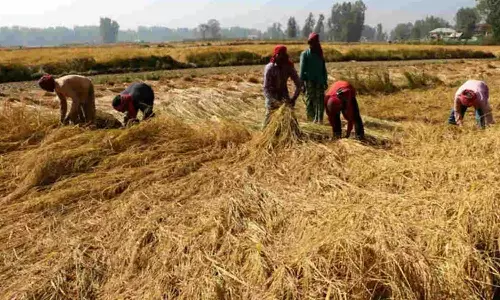 അന്നം മുടക്കി കേന്ദ്രം; അധിക ബോണസ് നിർത്തലാക്കണം; നെൽകർഷകർക്ക് ഇരുട്ടടിയായി കേന്ദ്ര നിർദേശം