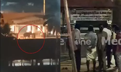 Elephant attacks Thrippunithura temple one injured