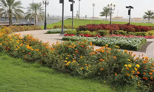 ദിബ്ബയിൽ ഇനി പൂക്കാലം; രണ്ടര ലക്ഷത്തോളം പൂച്ചെടികൾ നട്ടുപിടിപ്പിച്ചു