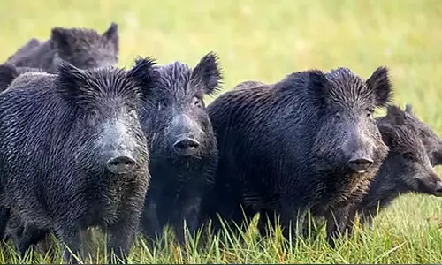 കാട്ടുപന്നി ശല്യം; കൂടുതൽ ഷൂട്ടർമാരെ നിയോഗിക്കാന്‍ നിര്‍ദേശം നല്‍കി വനംമന്ത്രി