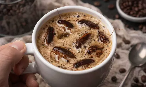 ചൈനയിൽ വൈറലായി പാറ്റ കാപ്പി; ഏറ്റെടുത്ത് യുവാക്കൾ