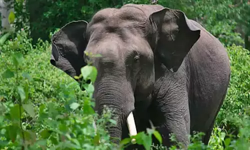 തിരുനെല്ലിയിൽ കാട്ടാനയാക്രമണത്തിൽ സ്ത്രീക്ക് പരിക്ക്