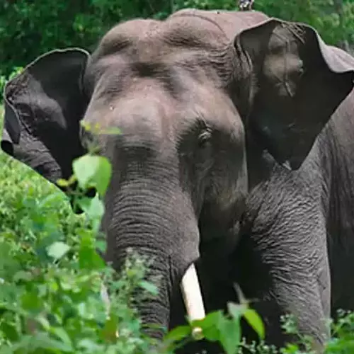 തിരുനെല്ലിയിൽ കാട്ടാനയാക്രമണത്തിൽ സ്ത്രീക്ക് പരിക്ക്