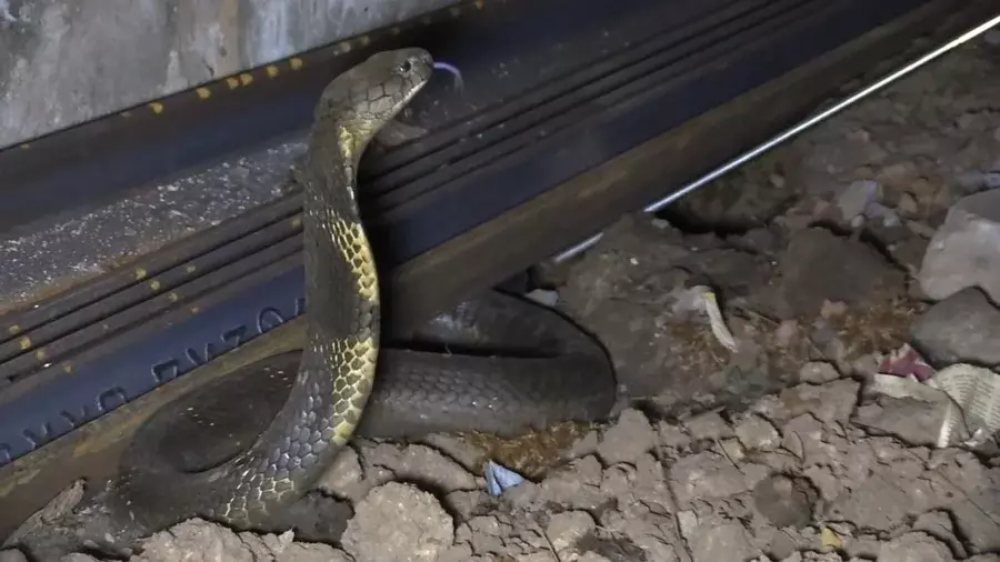 റെയിൽവേയെ ഞെട്ടിച്ച് രാജവെമ്പാലകളുടെ ട്രെയിൻ യാത്ര; പുതിയ ഇടങ്ങളിലേക്ക് കുടിയേറി വിഷപ്പാമ്പുകൾ