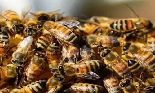 ക്രിക്കറ്റ് മത്സരത്തിനിടെ തേനീച്ചക്കൂട്ടത്തിന്റെ ആക്രമണം; അമ്പയർ മരിച്ചു, നിരവധി കളിക്കാർക്ക് പരിക്ക്