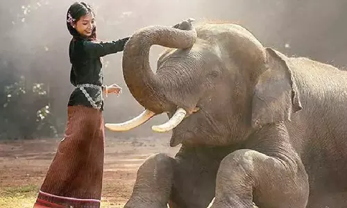 പുള്ളിമാൻ മുതൽ കടുവ വരെ; ആഘോഷവേളകളിൽ ഇനി മൃ​ഗങ്ങളെ ദത്തെടുക്കാം