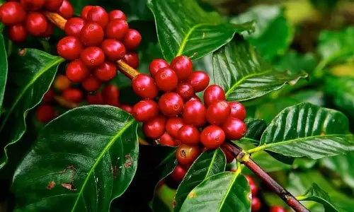 Ban on importing genetically modified coffee seedlings and pre-shipment inspection