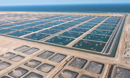 Construction begins on RO23.5mn shrimp farm in Shinas