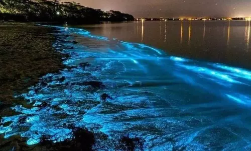 bioluminescence