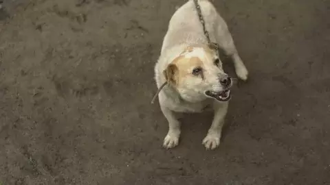 ആലപ്പുഴയിൽ മൂന്ന് വയസുകാരന്‍റെ ചെറുവിരൽ തെരുവ് നായ കടിച്ചെടുത്തു