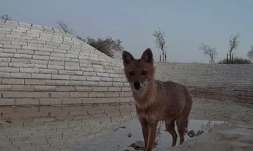 റിയാദിൽ ആദ്യമായി സ്വർണക്കുറുനരികളെ കണ്ടെത്തി