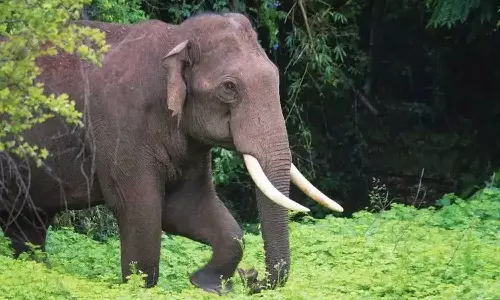 ആറളത്ത് കാട്ടാന ആക്രമണത്തില്‍ യുവാവ് മരിച്ചു