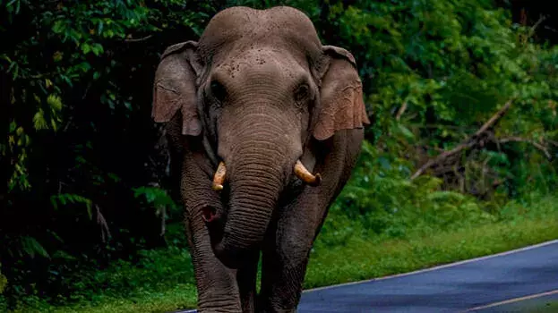അതിരപ്പിള്ളിയിൽ കാട്ടാന ആക്രമണം; 55കാരന് ദാരുണാന്ത്യം