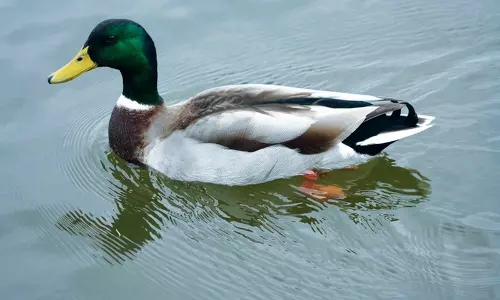 ഇറച്ചിക്കായി അറുത്ത താറാവിന്‍റെ വയറ്റിൽ 10 ഗ്രാം സ്വര്‍ണം; അന്തം വിട്ട് ഗ്രാമീണൻ!