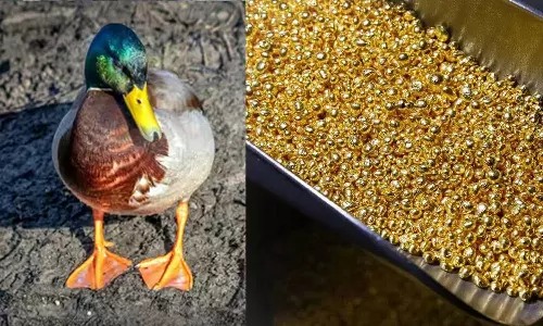 കറിവെയ്ക്കാൻ അറുത്ത താറാവിൻ്റെ വയറ്റിൽ 1.6 ലക്ഷം രൂപയുടെ സ്വർണം; അത്ഭുതപ്പെട്ട് ​നാട്ടുകാ‍ർ