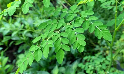 ഫാറ്റിലിവർ മാറ്റാൻ നെട്ടോട്ടം ഓടേണ്ട; മുരിങ്ങയിലയുണ്ടോ? സം​ഗതി സിംപിൾ