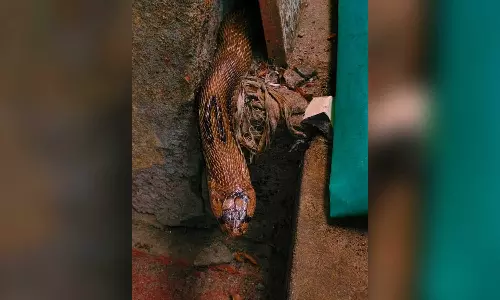 നിലമ്പൂരിൽ അങ്കണവാടിയിൽ നിന്ന് മൂർഖൻ പാമ്പിനെ പിടികൂടി