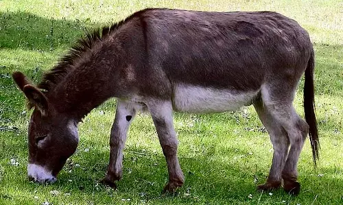 കഴുത വളർത്തലിന് വ്യക്തികൾക്ക് 50 ലക്ഷം രൂപവരെ സബ്സിഡി, ബ്രീഡിംഗ് ഫാമുകൾക്ക് 10 കോടി; പദ്ധതിയുമായി കേന്ദ്ര സർക്കാർ, ഇങ്ങനെ അപേക്ഷിക്കാം