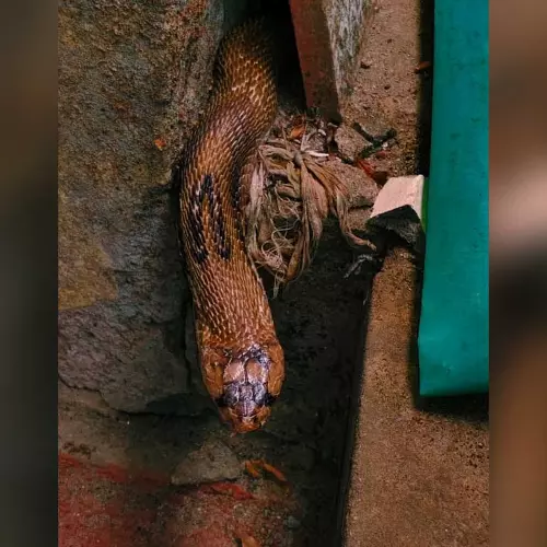 നിലമ്പൂരിൽ അങ്കണവാടിയിൽ നിന്ന് മൂർഖൻ പാമ്പിനെ പിടികൂടി