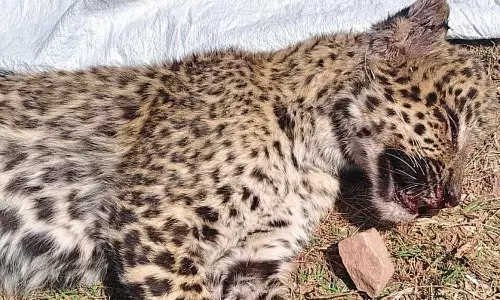 പാൽ വാങ്ങാൻ പോകുമ്പോൾ പുള്ളിപ്പുലിയുടെ ആക്രമണം; അടിച്ച് കൊന്ന് യുവാവ്