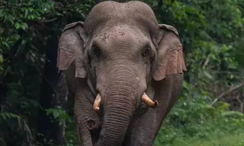 മണ്ണാര്‍ക്കാട് കോട്ടോപ്പാടത്ത് കാട്ടാന ആക്രമണം; ഫോറസ്റ്റ് വാച്ചര്‍ക്ക് ദാരുണാന്ത്യം
