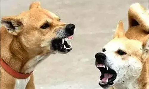 കിടപ്പുരോഗിയായ വയോധികയെ തെരുവുനായ കടിച്ചു കൊന്നു;സംഭവം തൃശൂർ എരുമപ്പെട്ടിയിൽ