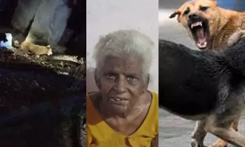 തൃശൂരിൽ വയോധികയെ കടിച്ചു കൊന്ന നായക്ക് പേവിഷബാധ സ്ഥിരീകരിച്ചു