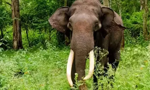 വയനാട്ടിൽ ജനവാസ മേഖലയിൽ ഭീതിപരത്തിയ മുട്ടിക്കൊമ്പനെ മയക്കുവെടി വച്ചു