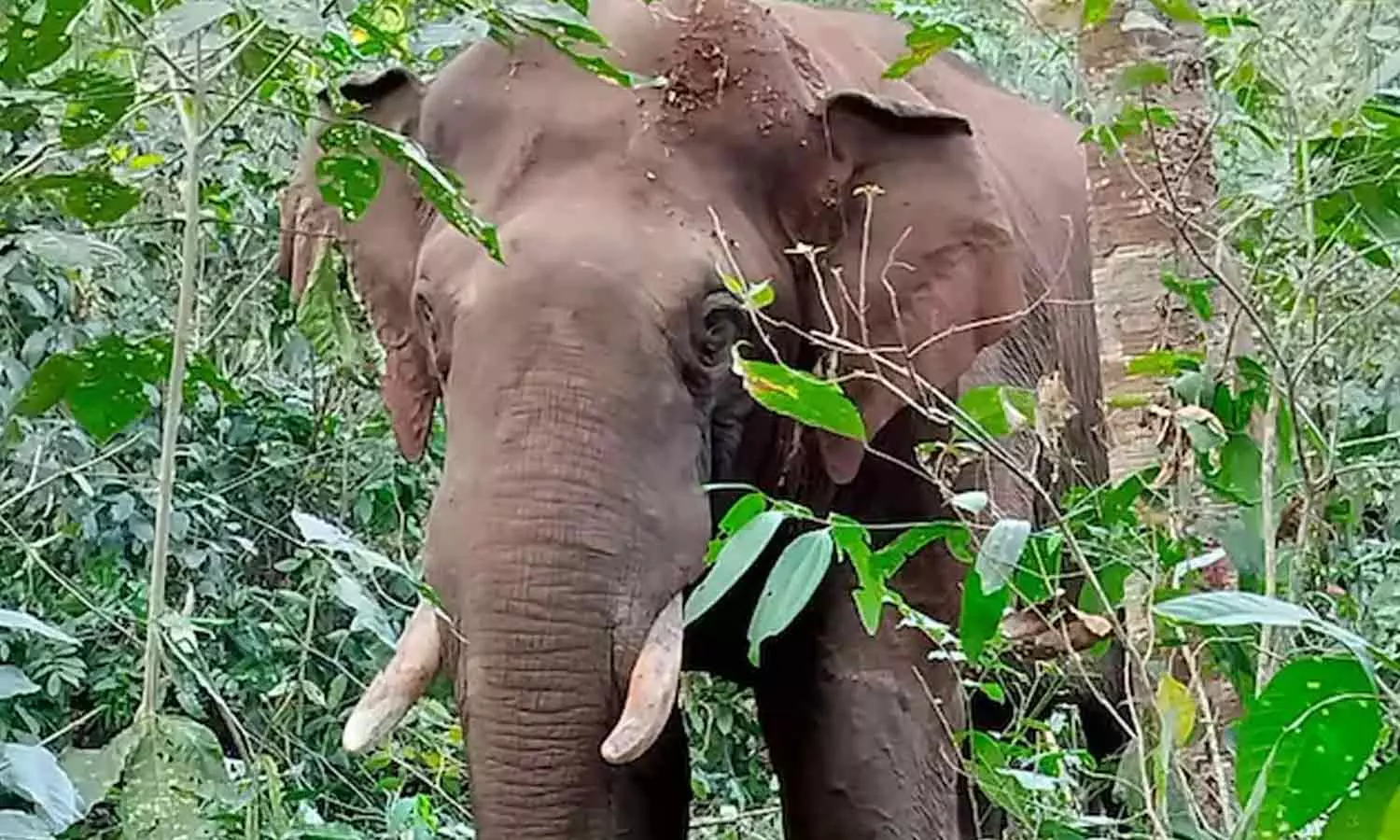 അതിരപ്പള്ളിയിൽ ബൈക്ക് യാത്രികരെ കാട്ടാന ആക്രമിച്ചു അതിരപ്പള്ളിയിൽ ബൈക്ക് യാത്രികരെ കാട്ടാന ആക്രമിച്ചു