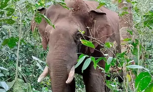 അതിരപ്പള്ളിയിൽ ബൈക്ക് യാത്രികരെ കാട്ടാന ആക്രമിച്ചു അതിരപ്പള്ളിയിൽ ബൈക്ക് യാത്രികരെ കാട്ടാന ആക്രമിച്ചു