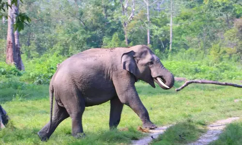 വയനാട്ടില്‍  വീടിന്റെ മുറ്റത്ത് നിൽക്കുകയായിരുന്ന വയോധികയെ കാട്ടാന എടുത്തെറിഞ്ഞു