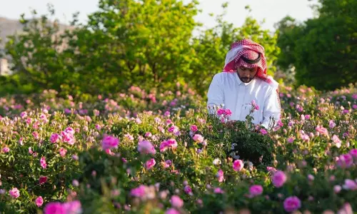 റോസ് കൃഷിയിൽ കുതിപ്പുമായി സൗദി