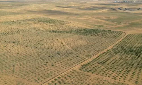 10 ലക്ഷം ഹെക്ടർ ഭൂമി വീണ്ടെടുത്തു; പരിസ്ഥിതി സംരക്ഷണത്തിൽ സൗദിയെ പ്രശംസിച്ച് യുഎൻ 10 ലക്ഷം ഹെക്ടർ ഭൂമി വീണ്ടെടുത്തു; പരിസ്ഥിതി സംരക്ഷണത്തിൽ സൗദിയെ പ്രശംസിച്ച് യുഎൻ