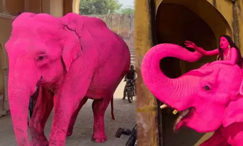 പിങ്ക് സിറ്റിയിൽ ആനയെ പിങ്ക് പെയിന്റടിച്ച് വിദേശിയുടെ ഫോട്ടോഷൂട്ട്;വ്യാപക പ്രതിഷേധം,അന്വേഷണത്തിന് ഉത്തരവ്‌