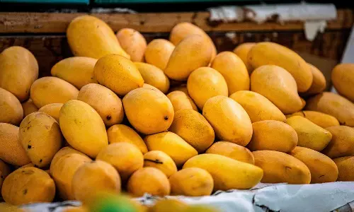 പ്രമേഹമുള്ളവർക്കും മാമ്പഴം കഴിക്കാം; ഈ ഒരൊറ്റ നിബന്ധന പാലിച്ചാൽ മാത്രം മതി