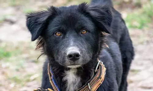 വളർത്ത് നായയെ അയൽവാസി വിഷംകൊടുത്തു കൊന്നു; ജോലി പോലും രാജിവച്ച് നിയമം പഠിച്ച് യുവതി, മൂന്ന് വർഷത്തിന് ശേഷം കോടതി വിധി