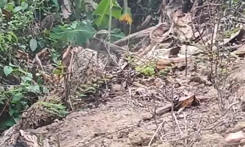 വയനാട് കമ്പളക്കാട് പുലി സാന്നിധ്യം; ആശങ്കയിൽ നാട്ടുകാർ