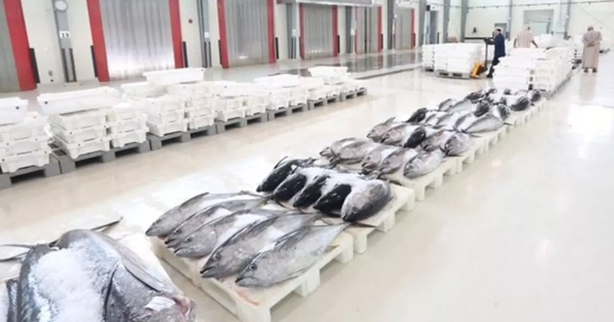 Value of fish landings in Oman rises 12.7% to RO 576 million by end of 2025 Value of fish landings in Oman rises 12.7% to RO 576 million by end of 2025