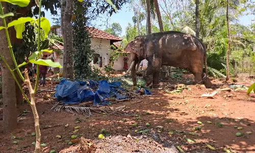 പാലക്കാട് ക്ഷേത്രോത്സവത്തിനിടെ ആന പാപ്പാനെ ചവിട്ടിക്കൊന്നു