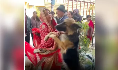 കണ്ണുനിറയാതെ ഈ ദൃശ്യം കണ്ടുതീർക്കാനാവില്ല ; പ്രിയപ്പെട്ടവളുടെ പടിയിറക്കത്തിൽ വിങ്ങിപ്പൊട്ടി വളർത്തുനായ്ക്കൾ